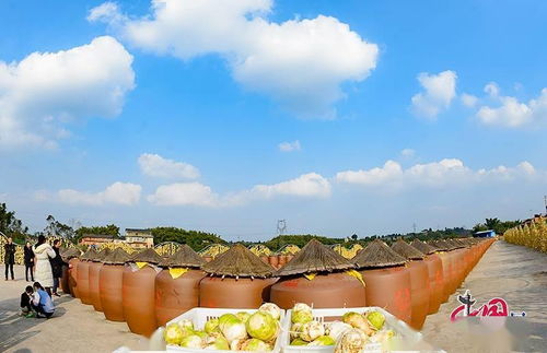 自貢大頭菜產(chǎn)業(yè)與文旅融合 創(chuàng)新驅(qū)動鄉(xiāng)村振興發(fā)展之路